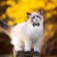 2pcs Halloween Cat Collar Breakaway With Bell Cat Collars Adjustable Collars Wit Carousel 3