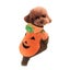 Pumpkin Dog Cat Costume Halloween Cosplay for Autumn Winter Carousel 3