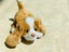 Hasbro Furreal friends small puppy dog Carousel 3