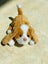 Hasbro Furreal friends small puppy dog Carousel 6