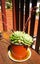 SUCCULENT, ECHEVERIA ELEGANS, 2 HEADS Carousel 2