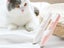 PTN New Dog Grooming Clippers Rechargeable Sale Sale Sale Carousel 6