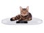 Digital Scales Kitchen Toddler Pet NZ Clearance Carousel 10