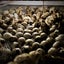 Quail Eggs - Fertile Carousel 6