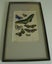 Butterflies Antique Hand Coloured Framed Engraving (A) Carousel 3