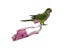 New Parrot Diaper With Bowtie Cute Colorful Fruit Floral Cockatiel Pigeons Carousel 4