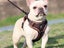 Dog Harness Leash Set No Pull Pet Vest Leash with Reflective Strip Coffee S Carousel 2