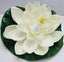 Floating flowers, set of 3, 17cm across. Ideal for ponds. Carousel 4