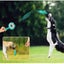 Dog Chew Toys,Dog Interactive Toys Carousel 1
