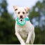 Dog Chew Toys,Dog Interactive Toys Carousel 3
