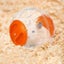 Cute Hamster Running Ball Silent Exercise Wheel -Orange Carousel 6