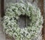 GYPSOPHILA paniculata VIRGO Baby's Breath seed x 20 ~ Lovely Perennial *HEIRLOOM Carousel 1