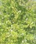 Lonicera Honey Hedge Lemon x 1 Carousel 2