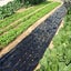 5 Holes PE Garden Vegetable Mulch Film Agricultural Plant Grow Greenhou Carousel 2