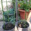 Garden Plant Support Cage Rings Tomato Cages 3 Rings Climbing Plant Sup Carousel 2