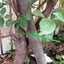 Garden Plant Support Cage Rings Tomato Cages 3 Rings Climbing Plant Sup Carousel 6