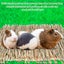 4PACK Natural Grass Mat Woven Bed Mat for Small Animals Rabbit Hamster Carousel 7