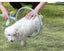 Pet Washer 360 Dog Cat Shower Hair Clean Kit Household Woof Wash Easy Tool Carousel 10