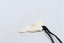 Bone Dolphin Pendant - BCCM018 Carousel 7