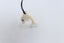 Bone Dolphin Pendant - BC014 Carousel 10
