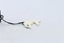 Bone Dolphin Pendant - BC014 Carousel 12