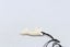 Bone Dolphin Pendant - BC014 Carousel 15