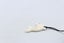 Bone Dolphin Pendant - BC014 Carousel 16