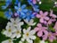 MYOSOTIS alpestris 'FORGET ME NOT MIX' seed ~ Groundcover, Banks, Pots PERENNIAL Carousel 2