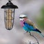 Outdoor Bird Feeder, Wild Bird Feeder, Hanging Ball Bird Feeder, Bird Feeder, Fo Carousel 3