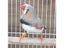100 Pcs / Lot Bird Clip Ring 2.7mm 3mm 4mm 4.5mm 5mm Plastic Foot Rings Carousel 8