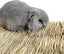 Grass Mat Woven Bed Mat For Small Animal Bunny Bedding Nest Chew Toy Bed Play To Carousel 3