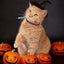 4 Pack Halloween Cat Collar Breakaway With Bell,pumpkin Collars For Cats Carousel 4