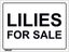 Eggs 500m 400x300mm Eggs for sale sign brown shaver duck fertile pullets EM1010 Carousel 9
