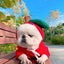 Pet Clothes Dogs Hoodie Sweatshirt - Fruit Shape Cold Weather Clothes Costume Ou Carousel 5