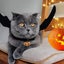 Bran Pet Cat Bat Wings For Halloween Party Decoration, Puppy Collar Leads Cospla Carousel 3