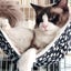 Bran Hanging Cat Hammock, Pet Hammock For Cage, Adjustable Cat Bed Two Sides Com Carousel 3