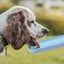 Bran Foldable Water Mug For Pets, 420 Ml, Portable, For Trips, Drinking Cups, Lo Carousel 3