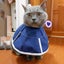 Bran Soft Cat Recovery Collar, Cat Cone Collar, Nonwoven Fabric Elizabeth Collar Carousel 3