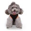 Dog Dress For Halloween Holiday Theme Ghost Bat Pattern Dog Skirt For Dogs Cats Carousel 3