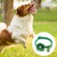 The Power Of An All-in-one Split Cat Collar With Personalized Options Carousel 3
