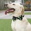 Halloween Cat Collar Breakaway With Bow Tie Bell, 2 Pack Adjustable Kitten Colla Carousel 3