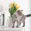 2 Pack/set Christmas Cat Collar Breakaway With Cute Bow Tie And Bell For Adjusta Carousel 4