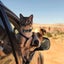 2pcs Halloween Cat Collar Breakaway With Bell Cat Collars Adjustable Carousel 4
