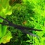 Aquatic Plant Scissors Stainless Steel Wave Scissors For Fish Tank Carousel 3