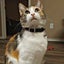 Cat Collar With Safety Belt And Bell 24-30cm, Gift For Valentine's Day Carousel 4