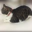 Peralng 3pcs Reflective Cat Collar With Bell, Solid & Safe, Best Small Pet Colla Carousel 1