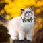 2 Pack Cat Breakaway Collar Bow Tie Daisy Floral Color Collar Breakaway Collar Carousel 4