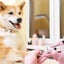 Usb Charging Low Noise Painless Pet Grooming Claw Trimmer for Small Medium an... Carousel 4