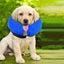 PTN NEW Dog Collar Sale Sale Sale Carousel 9