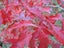 Quercus coccinea - Scarlet Oak Carousel 1